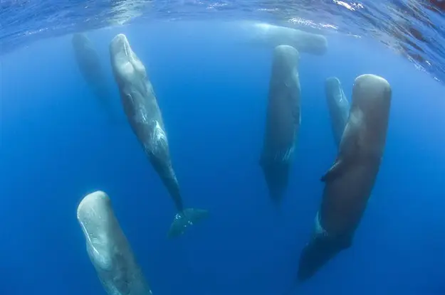 sleeping_sperm_whales