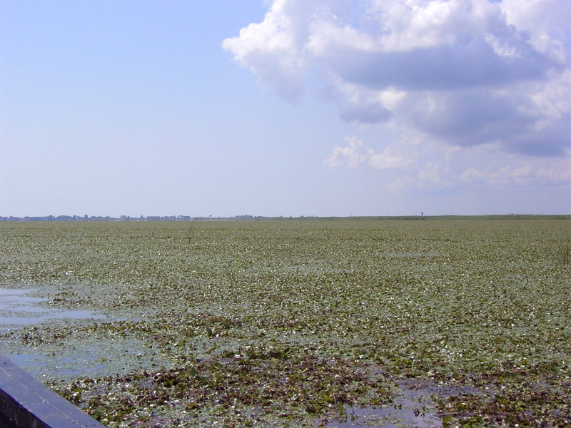 Danube delta